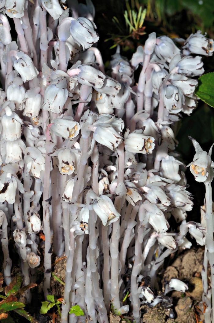 White flowers of Monotropa uniflora, also known as ghost plant.