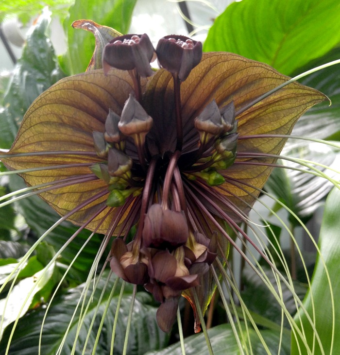 Bat head lily flower.