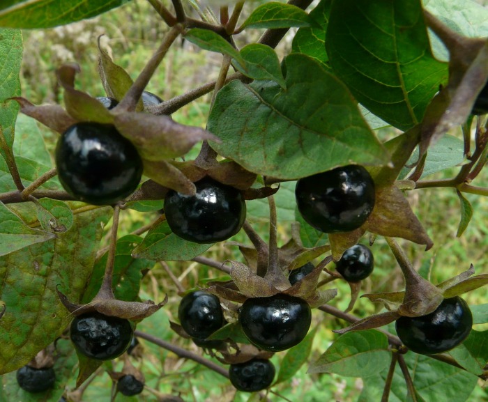 Belladonna berries
