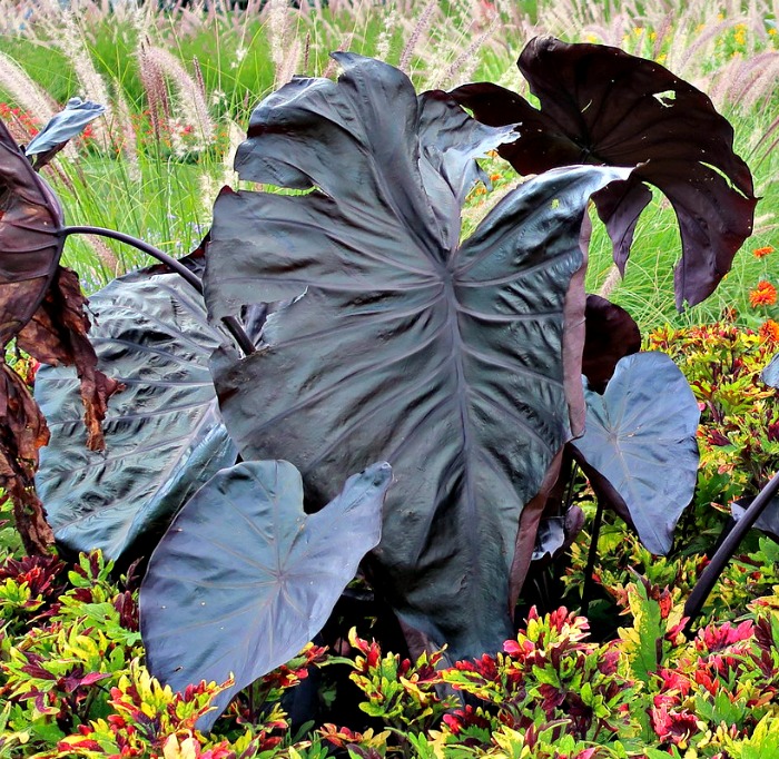 large black elephant ear plants in a garden 