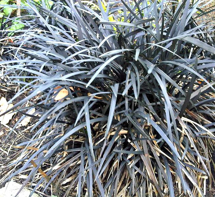 Black mondo grass in a garden.