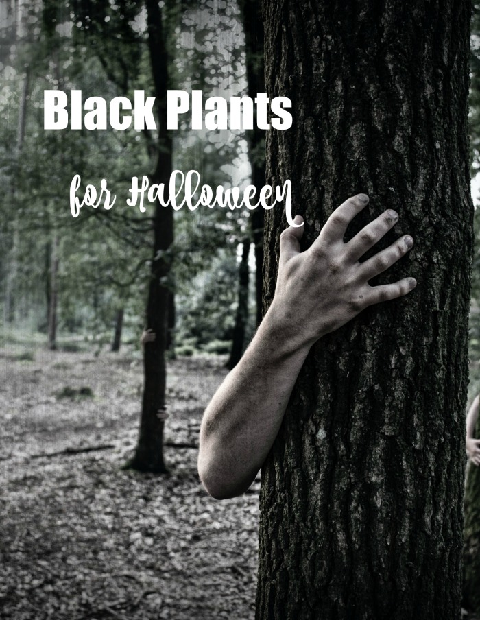 Hand around tree with words Black plants for Halloween.