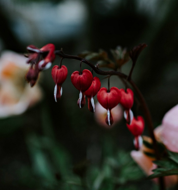 Flowers of a Bleeding heart plant.