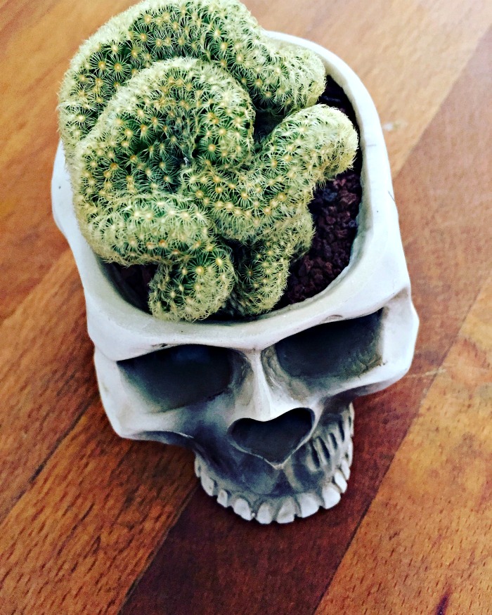 Halloween plant - brain cactus in a skull planter.