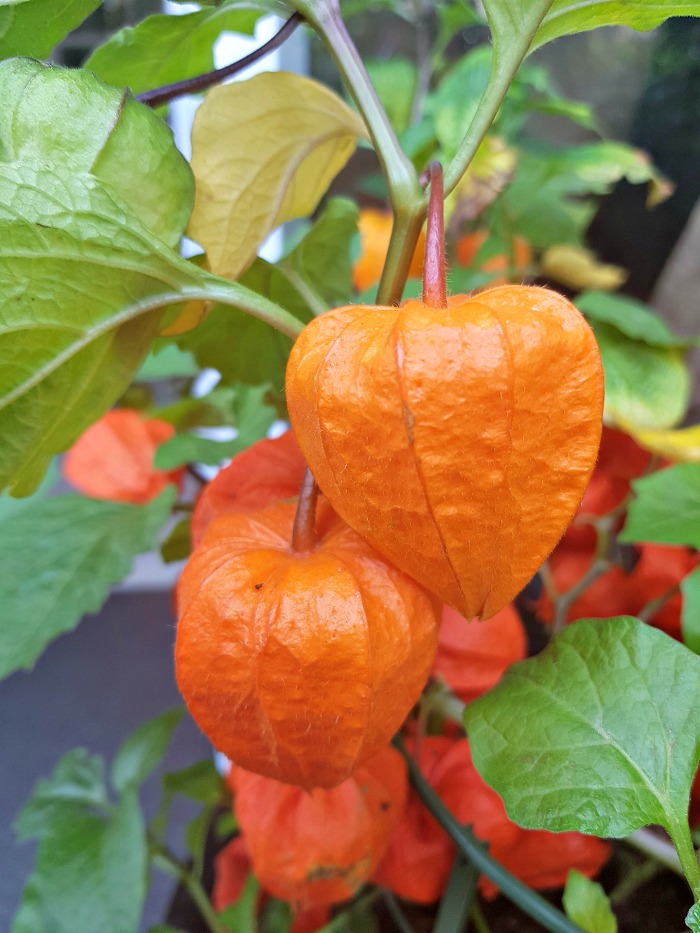 Orange pods of a Chinese lantern plant.