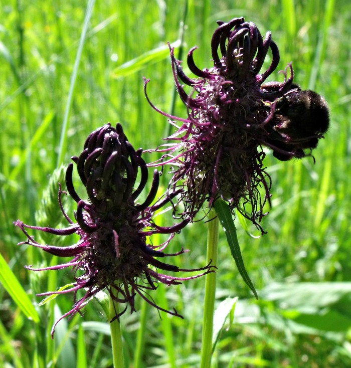 Devil's Claw plants in a green field. 