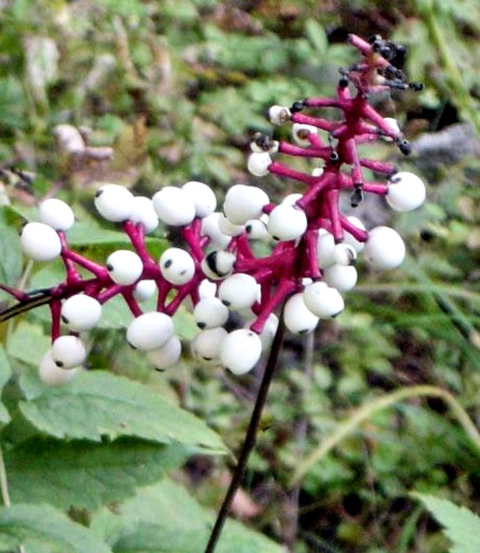white berries on red stems - doll's eye plant.