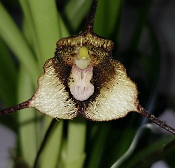 Dracula orchid flower.