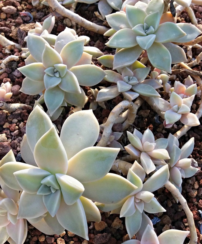 Ghost plant succulent.
