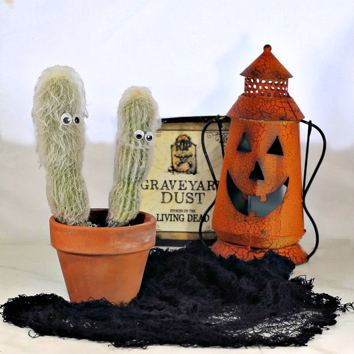  Jack o Lantern, sign and two old man cactus plants in a terra cotta pot with black spider web.