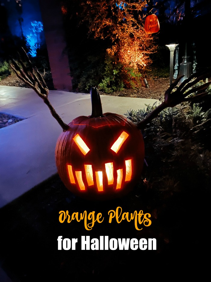  Jack O Lantern with eyes and with words Orange plants for Halloween.