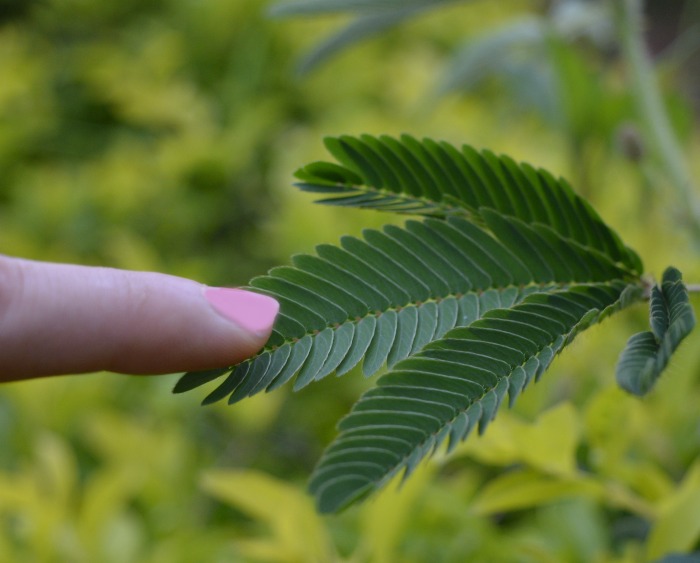 Finger touching a sensitive plant.