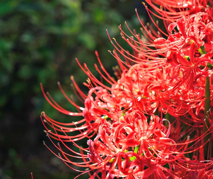 Curved flowers of the Red spider lily.