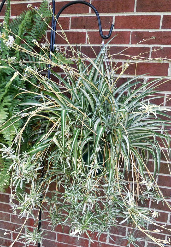 Spider plant in a basket with cascading baby plants. 