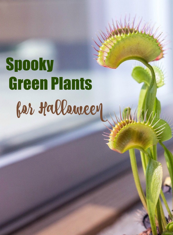 Venus fly trap with the words - Spooky green plants for Halloween
