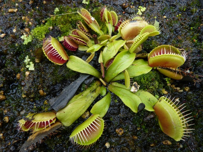 Venus Fly Trap with flies on it.