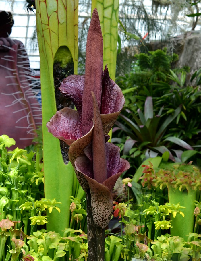 Voodoo Lily in a conservatory.