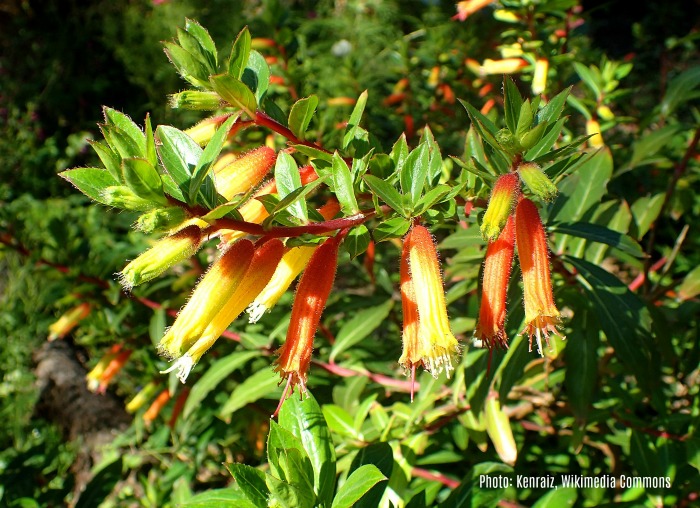 Flowers of cuphea-micropetala - candy corn plant.
