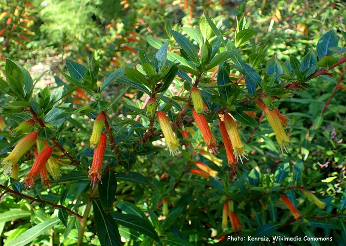 Candy corn plant shrub - cuphea micropetala.