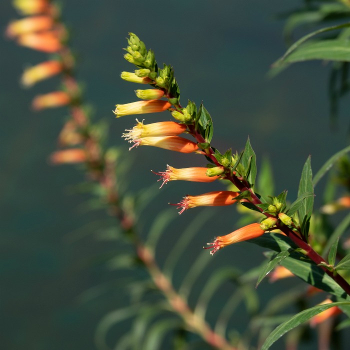 Candy Corn Plant – Cuphea Micropetala | Types of Candy Corn Plants