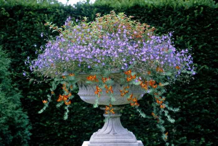Candy corn plants in an urn
