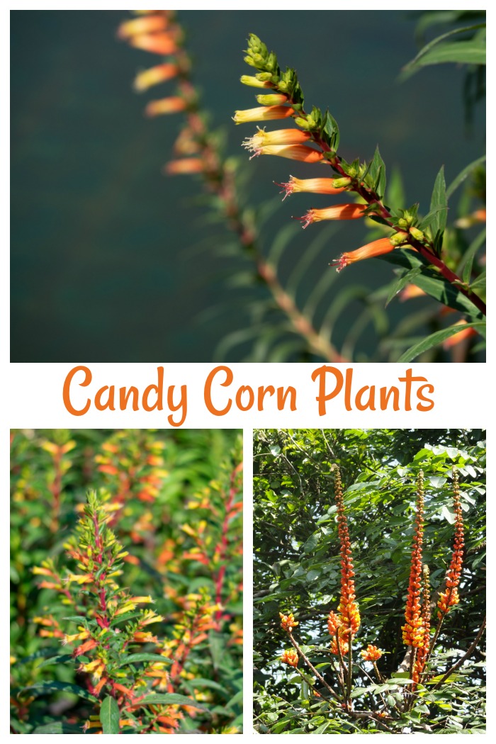 Three varieties of candy corn plants.
