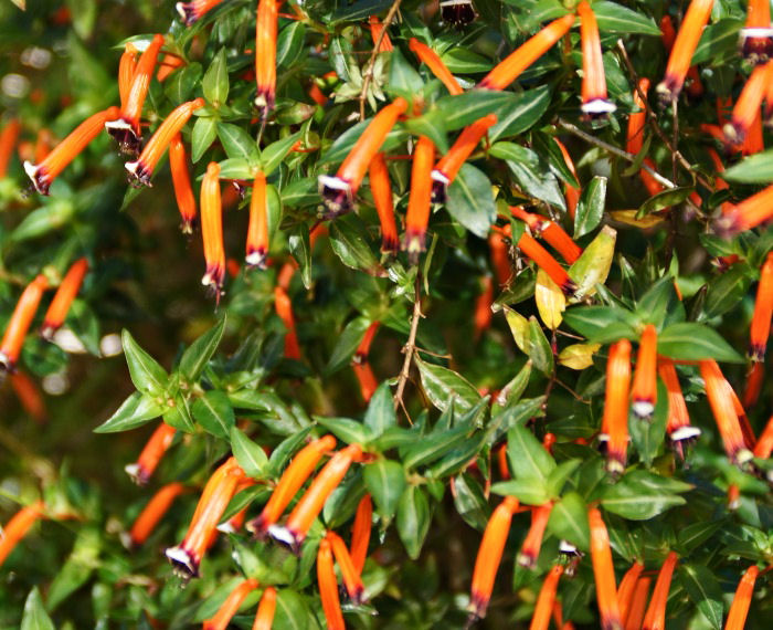 Cuphea-ignea flowers look like embers of cigars.