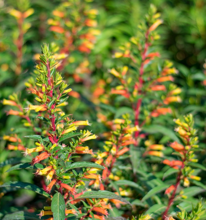 Cuphea melvilla flowers