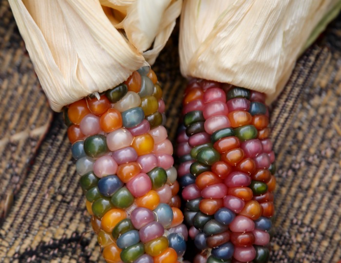 Glass gem corn on burlap.