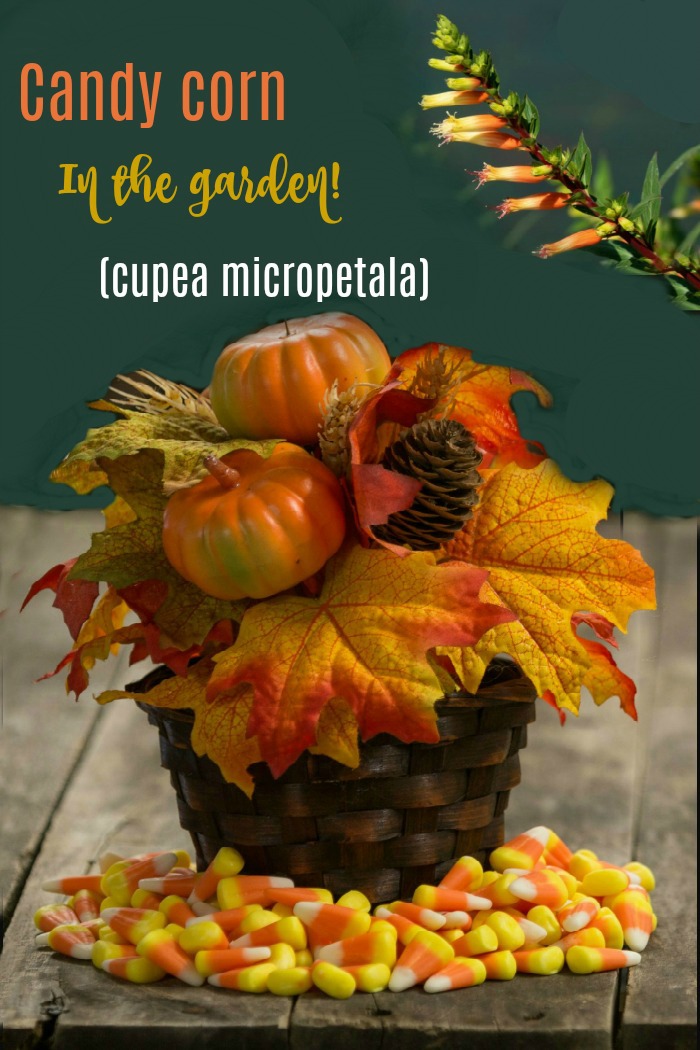 Candy corn, pumpkins and cuphea micropetalata with text overlay.