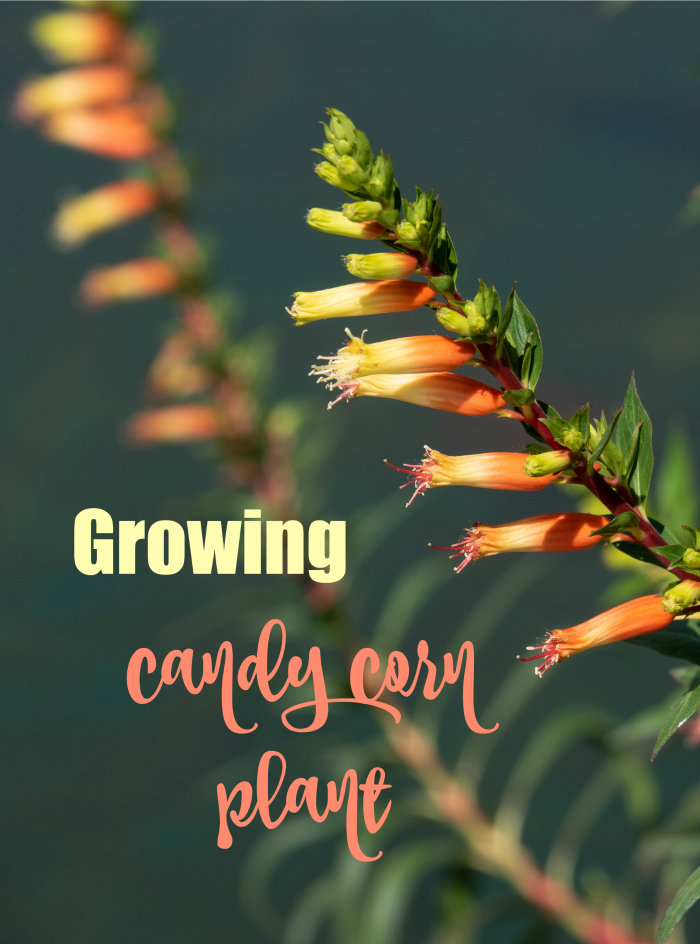 Candy corn flower with text reading "growing candy corn plant."