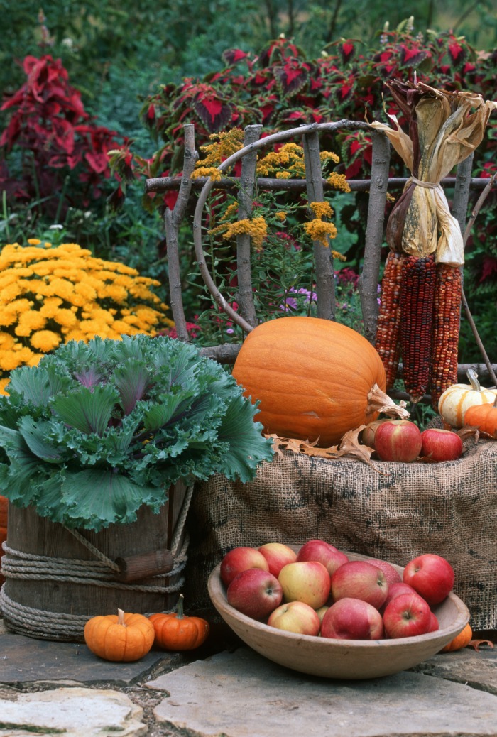 Harvest display using indian corn, Kale and apples