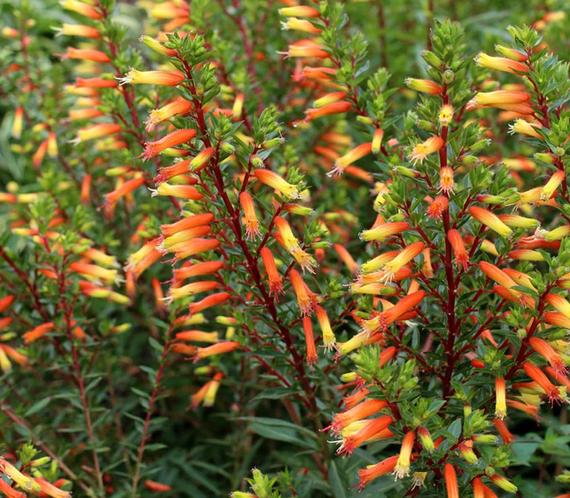 Cigar Plant/Candy Corn Cuphea micropetala Attracts | Etsy
