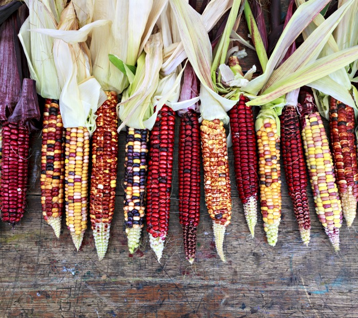 Ears of Indian corn in many colors.