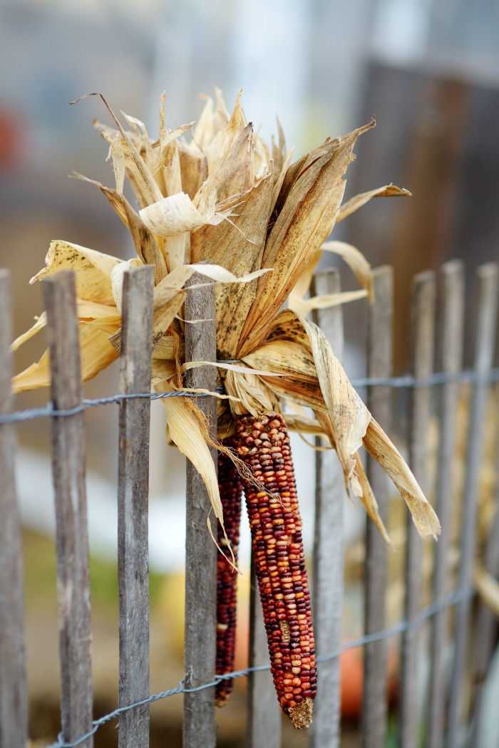 Picket fence decorated with Indian corn.