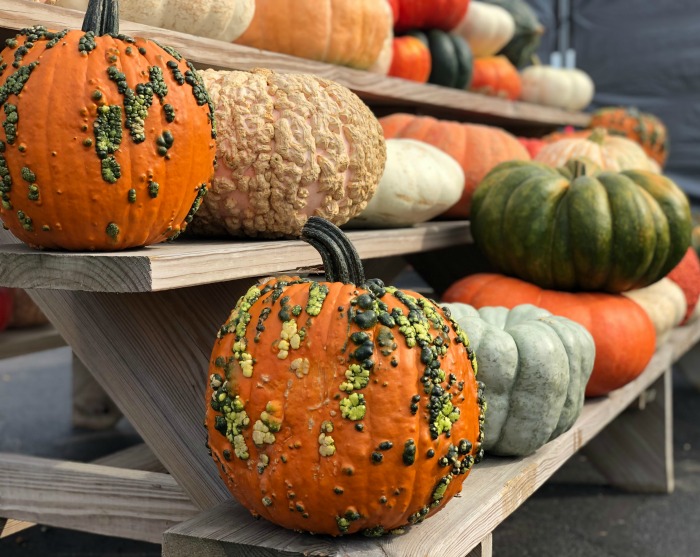 Knucklehead and heirloom pumpkins on shelves.