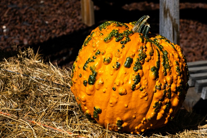 Pumpkin with mosaic virus on a bale of hay.