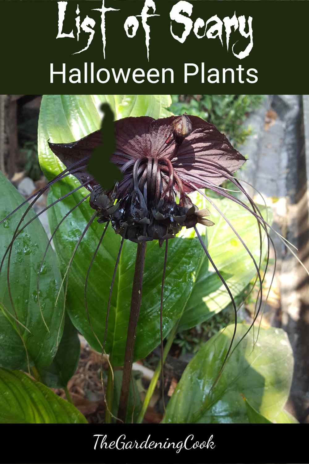 Bat head lily and words List of Scary Halloween plants.