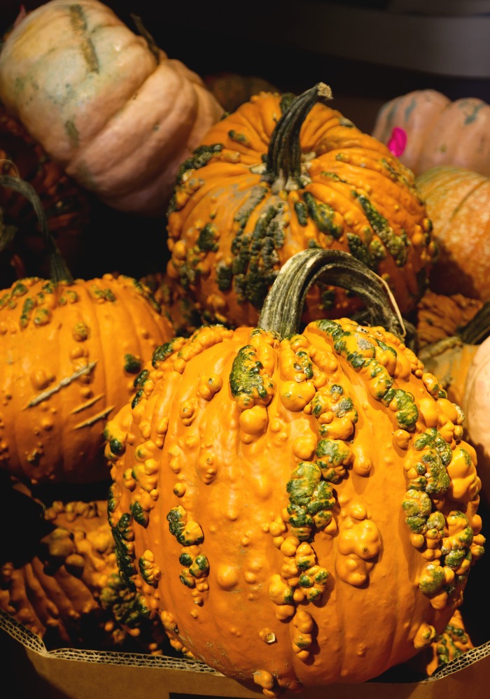 Knucklehead pumpkins can grow to 12-16 pounds.