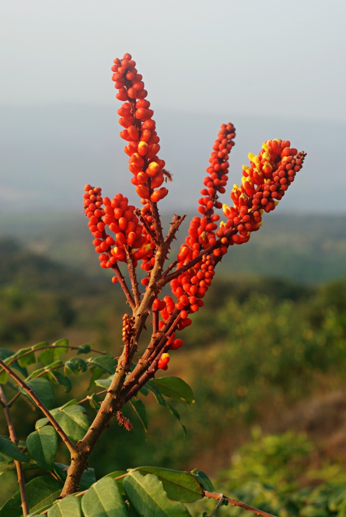 Flowers of wagatea spicata