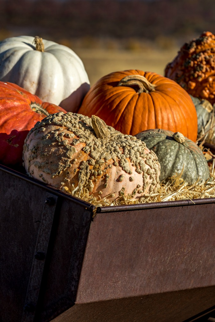 Wagon with lots of pumpkin varieties.