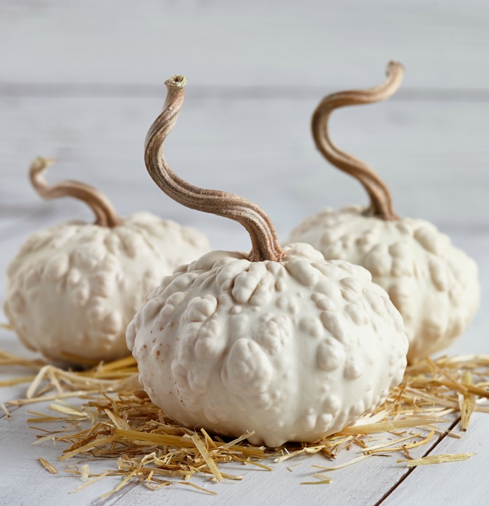 White warty pumpkins painted white with stems painted gold.