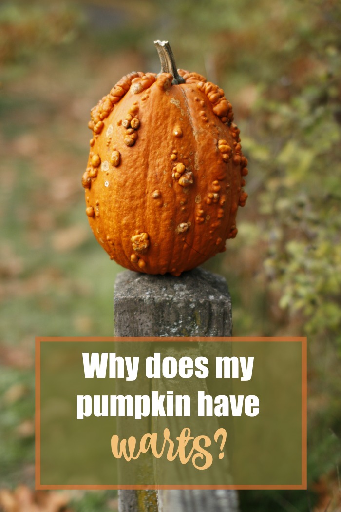 Knucklehead pumlpkin on a post with words reading "Why does my pumpkin have warts?"