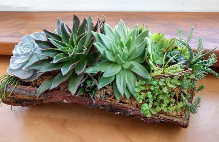Pine bark planter with succulents