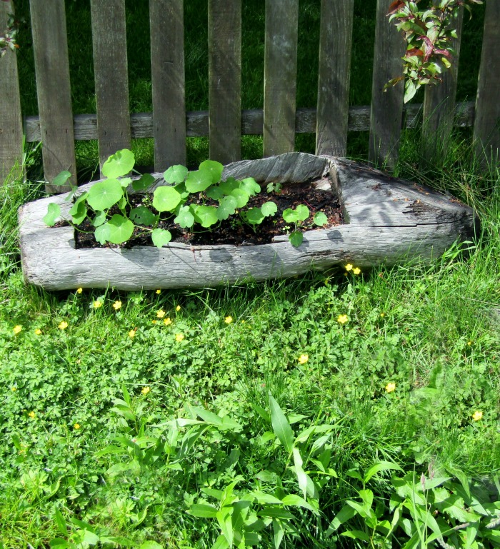 Boat shaped tree planter,