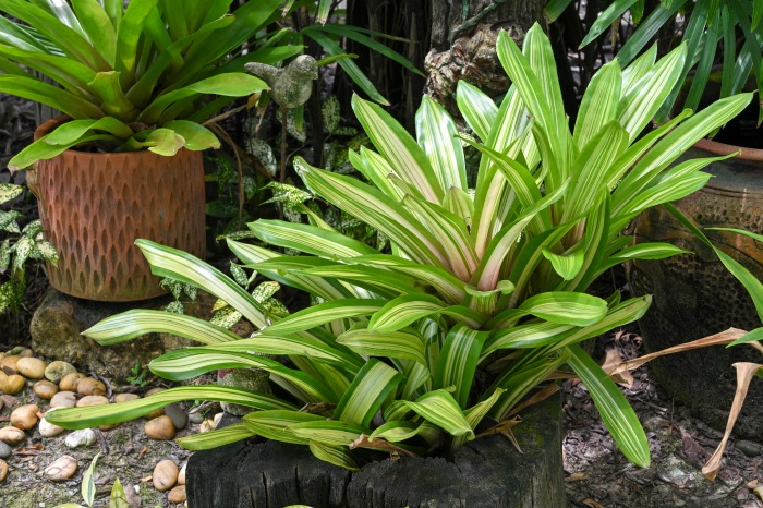 Bromeliads in a log planer.