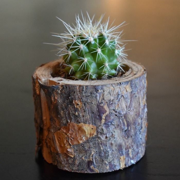 Cactus plant in a log planter.