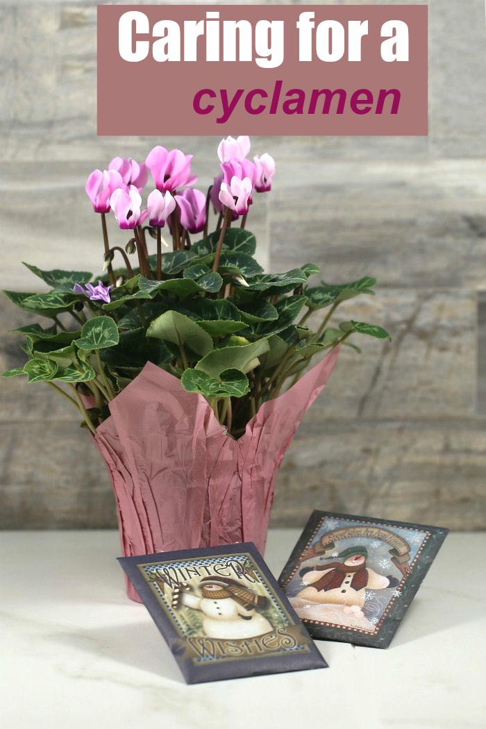 Pink cyclamen with text reading "caring for a cyclamen."
