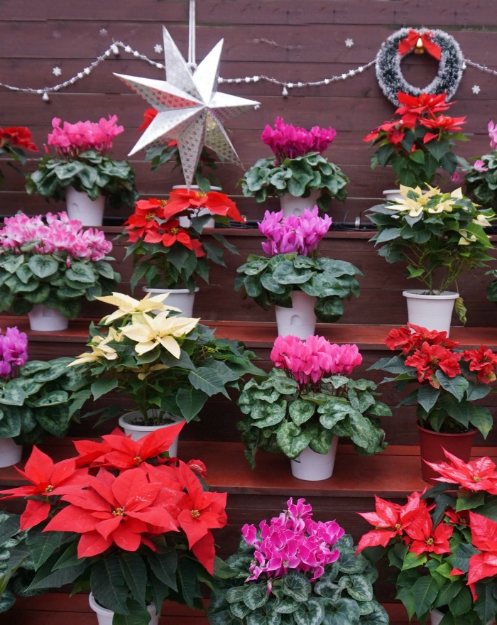Selection of Christmas plants with star and wreath.