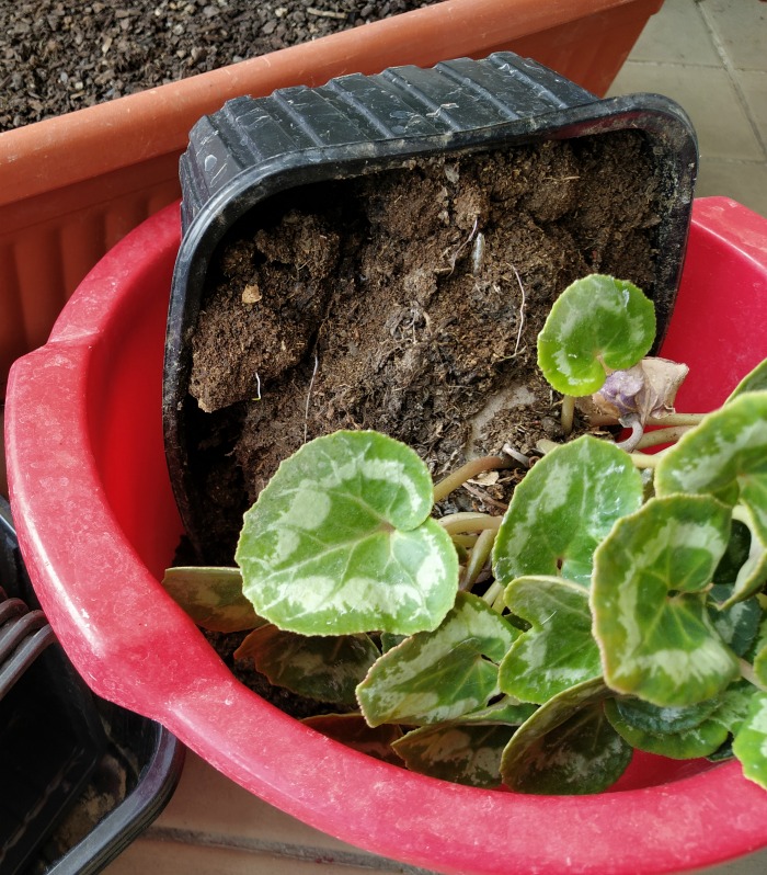 Cyclamen in pot on it's side in a red tub.